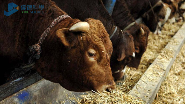 飼料中重金屬影響牧畜健康，智能石墨消解儀分析其含量